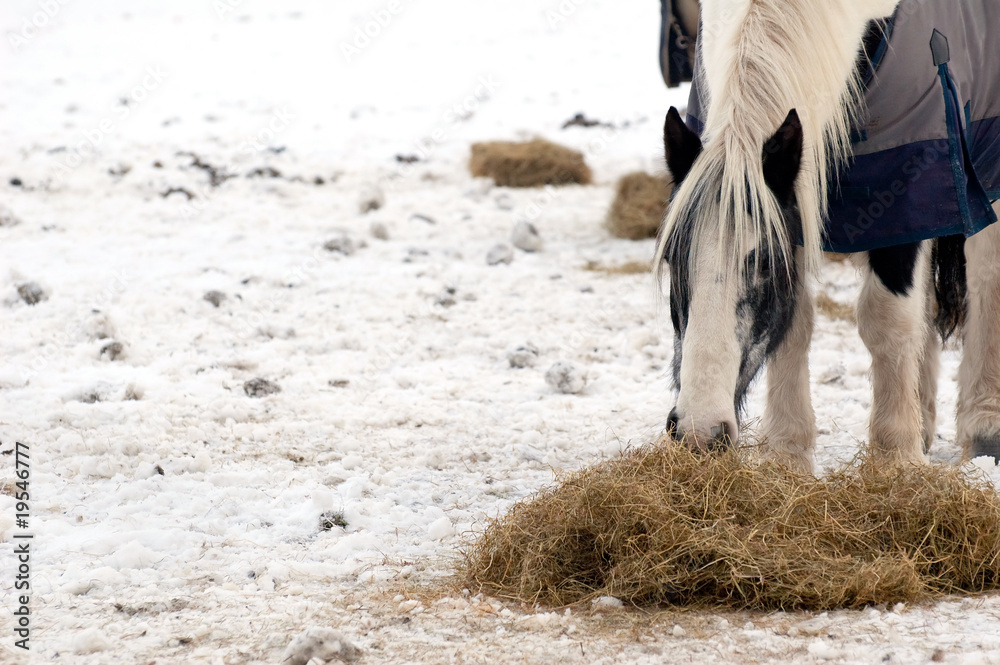 Fototapeta premium horse feeding on hay in a wintry paddock