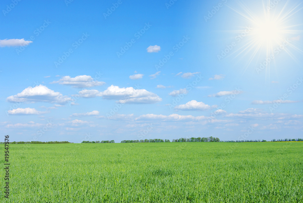 Obraz premium green field