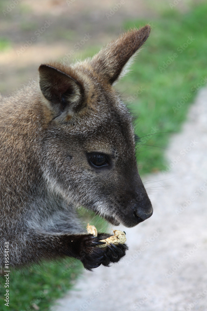 Bennettkänguru frisst Erdnüsse