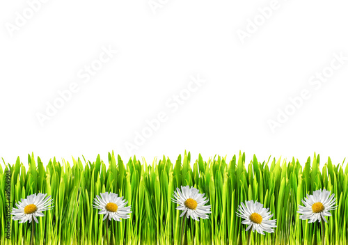 Green Grass with white chamomile