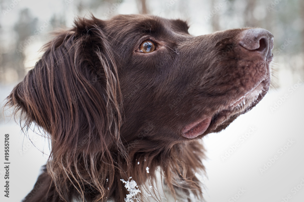 Huntingdog in the snow