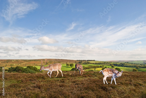Fototapeta Naklejka Na Ścianę i Meble -  Young deer in Exmoor, Devon, UK.