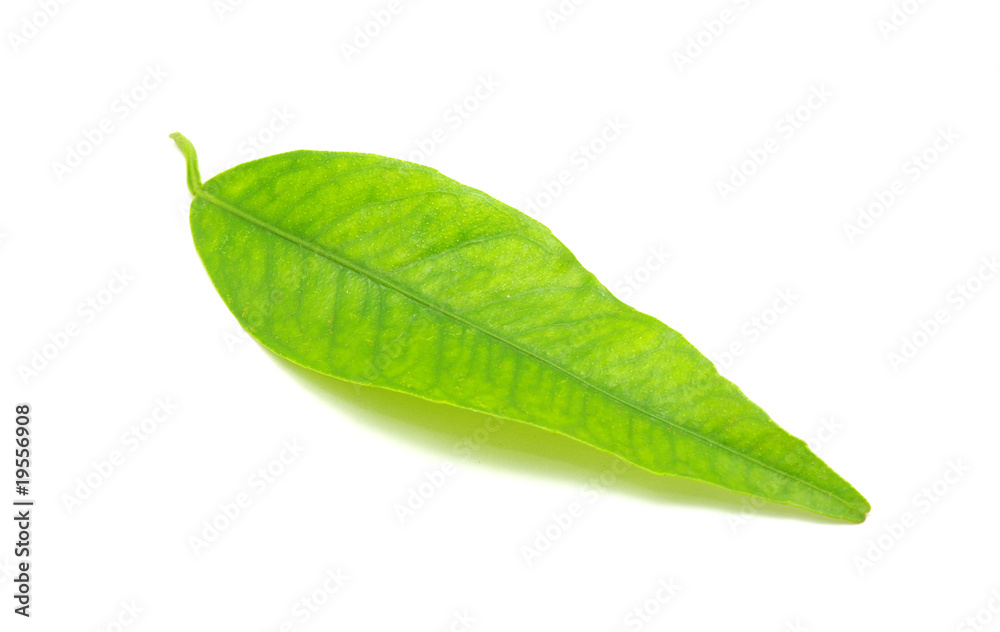 Fototapeta premium leaf