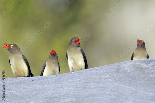 Red-billed oxpekers