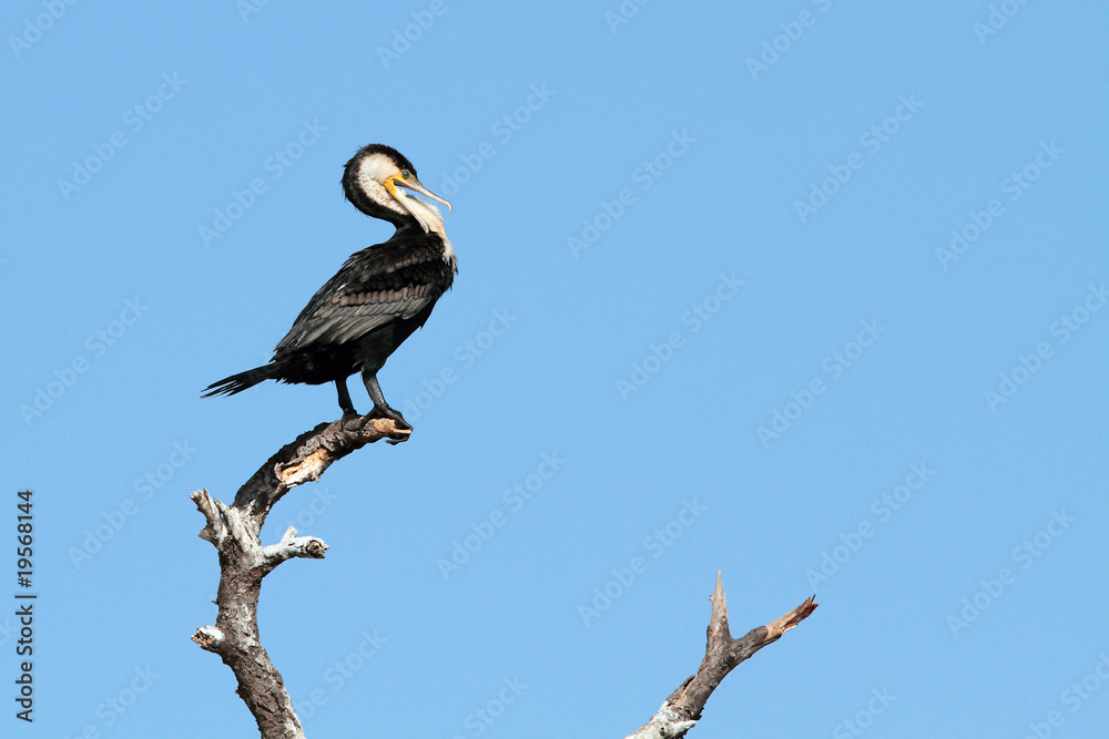 Obraz premium cormoran perché