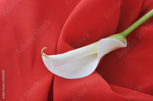 white  calla lily