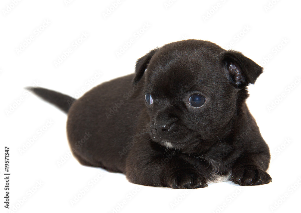 Chihuahua dog on white background