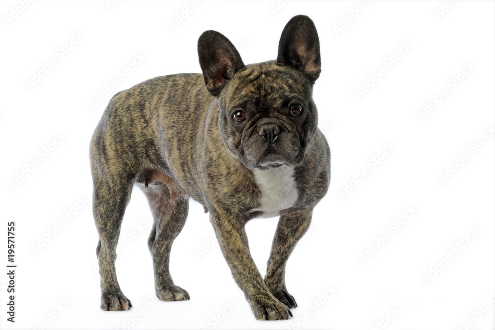 bouledogue français bringé de face