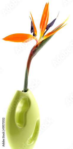 soliflore tige strelitzia fond blanc photo