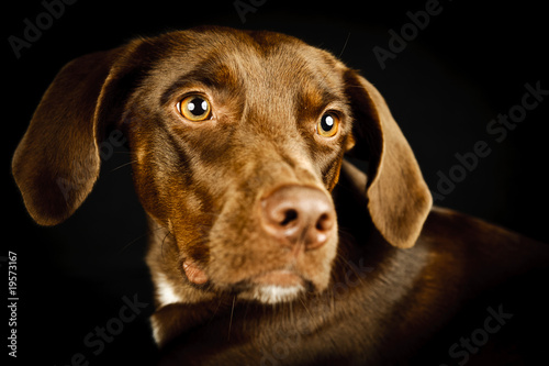 Wallpaper Mural Hundeportrait Torontodigital.ca