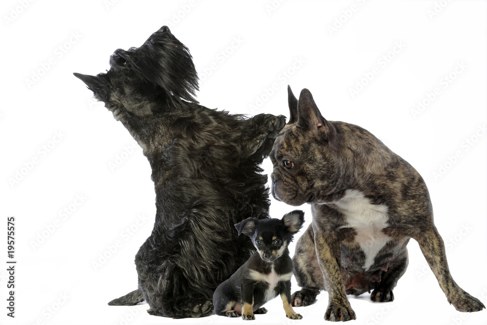 Obraz premium composition originale de trois chiens de races différentes