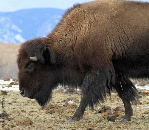 Lone American buffalo in the Rocky Mountains © Thomas Barrat