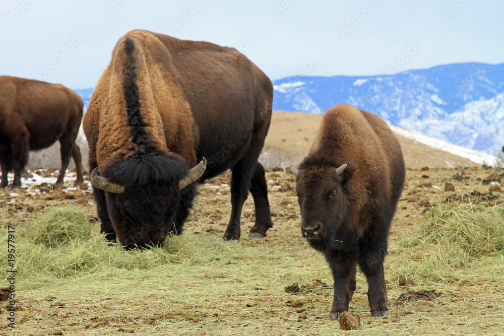 Healthy American buffalo grazing in the West