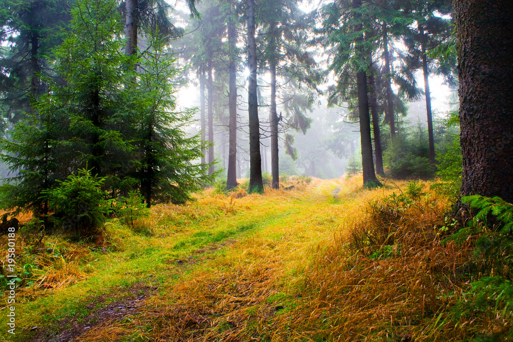 Fototapeta premium foggy woods