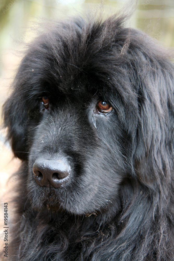 Fototapeta premium Neufundländer
