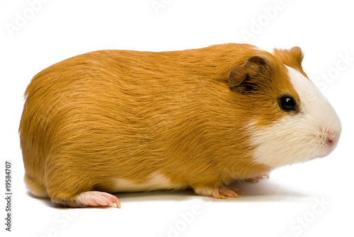 guinea pig