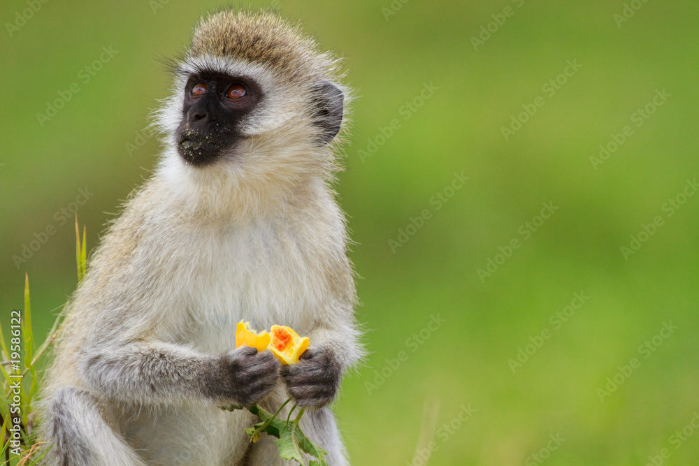 Fototapeta premium Black-faced vervet monkey