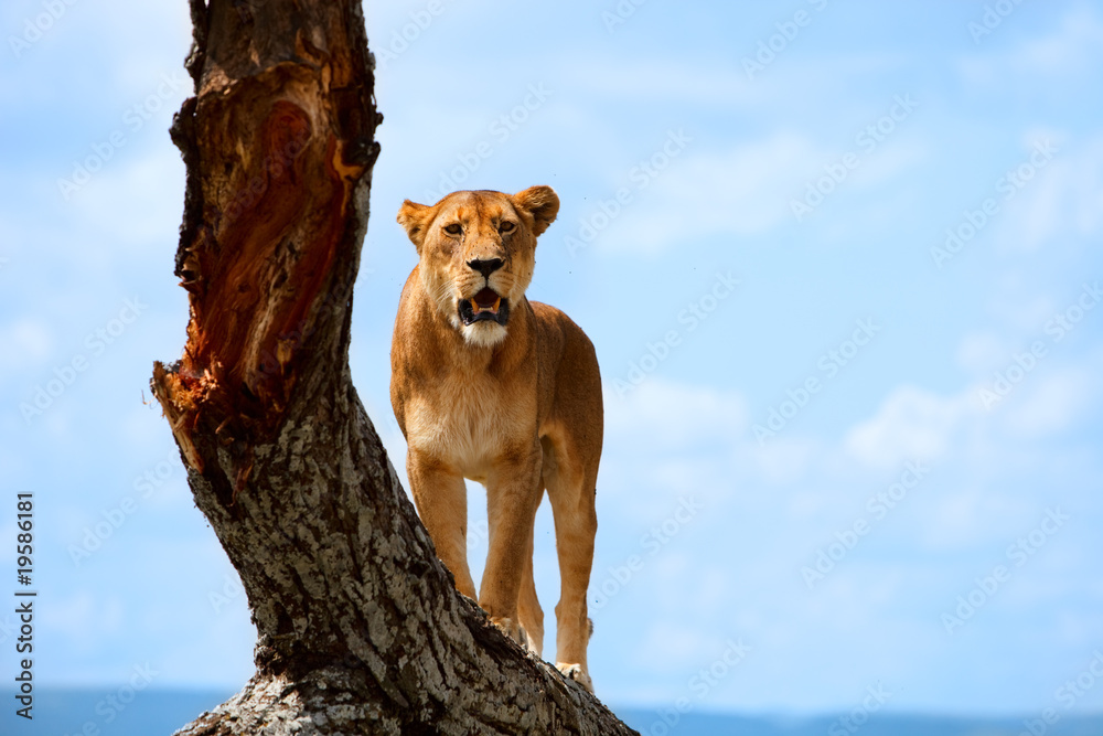 Naklejka premium Lioness