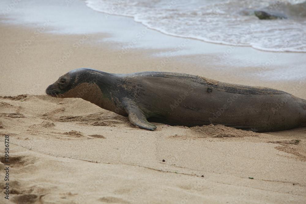 Fototapeta premium Endangered Hawaiian Monk Seal