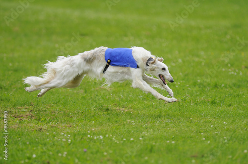 Borzoi lure coursing