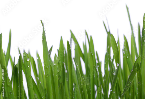 grass with large dew drops