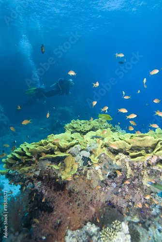 Fototapeta Naklejka Na Ścianę i Meble -  Scuba divers in crystal clear water
