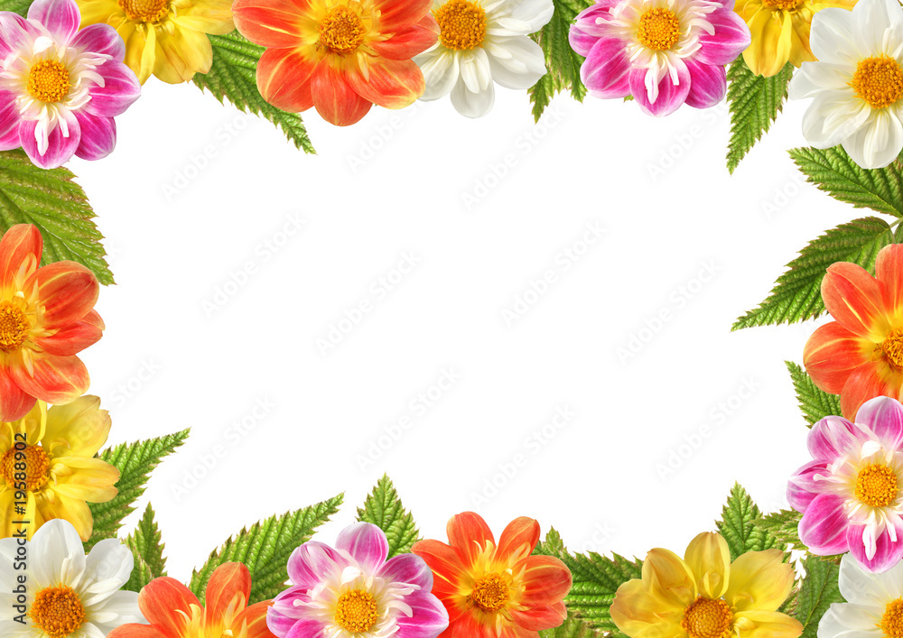 framework from various flowers of dahlia framework from various flowers of dahlia