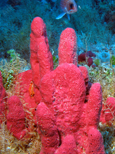 Bright Pink Coral Formation