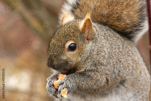 Gray Squirrel Feeding On Peanut Close-up