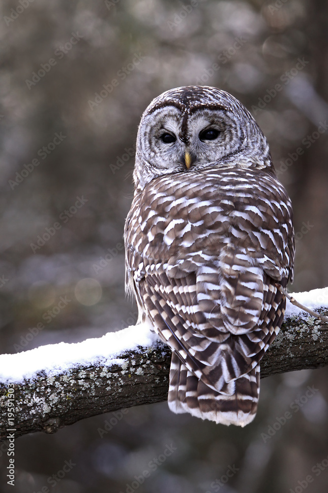 Fototapeta premium Barred Owl