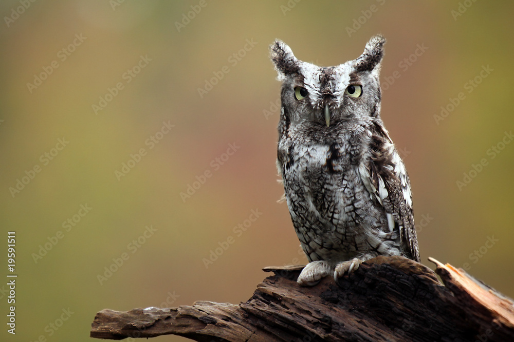 Obraz premium Eastern Screech Owl