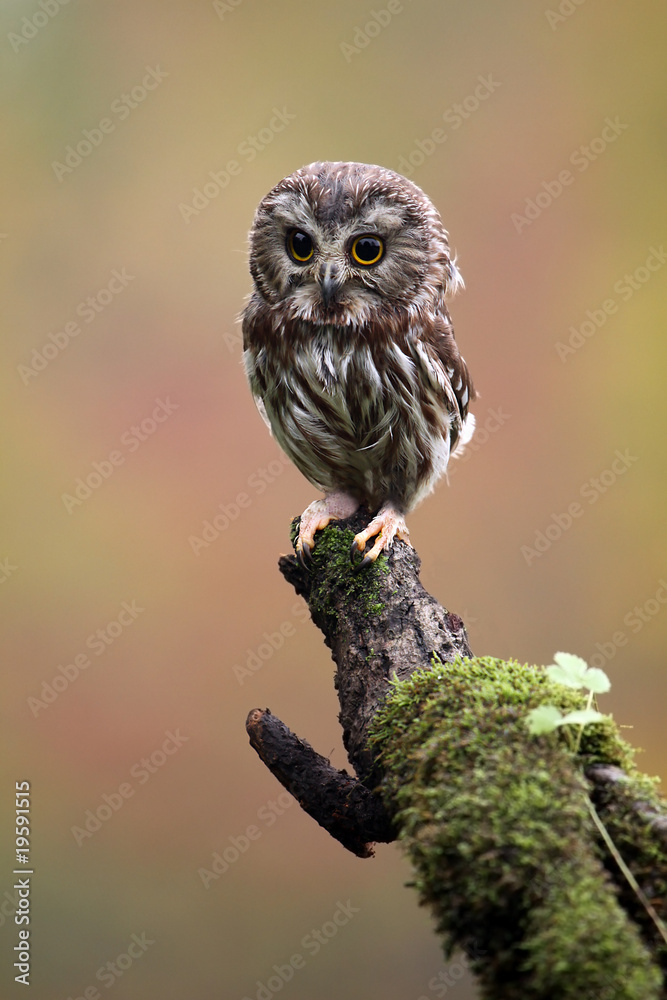 Fototapeta premium Curious Saw-Whet Owl