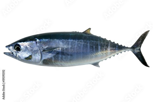 Bluefin tuna isolated on white Thunnus thynnus