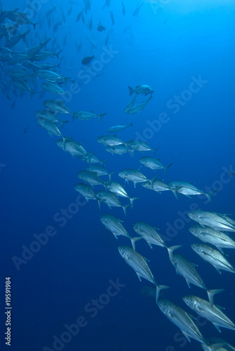 Shoal of tropical fish