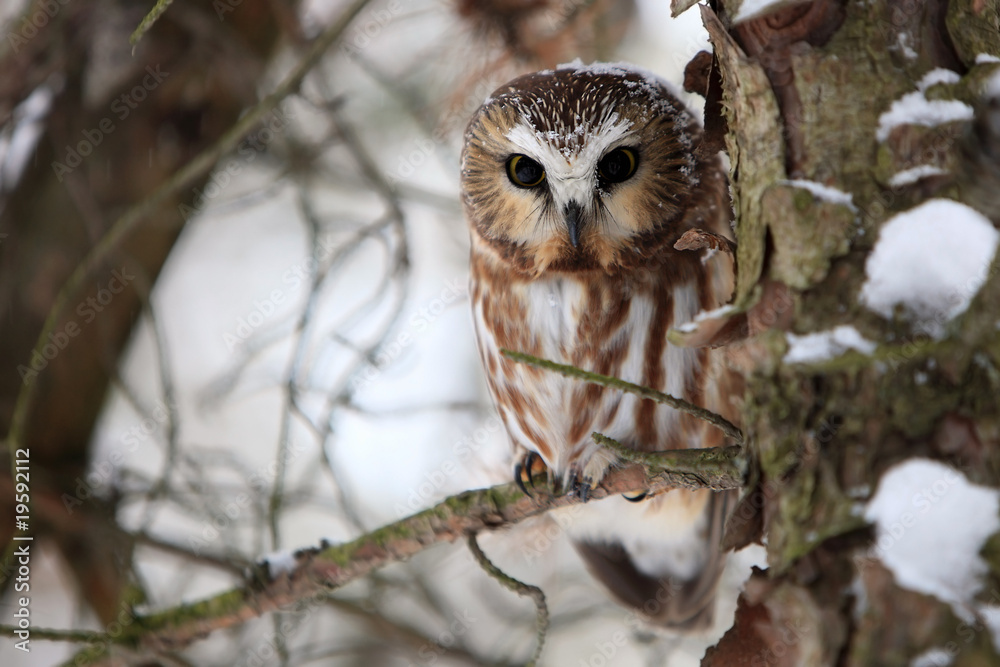 Obraz premium Saw-Whet Owl