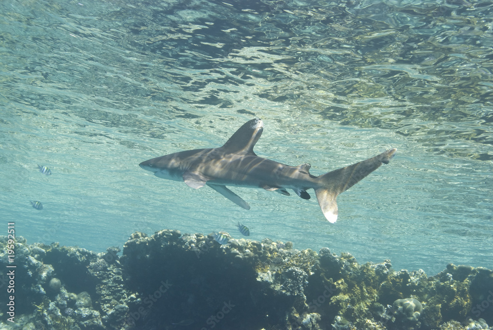 Obraz premium Shark close to the surface