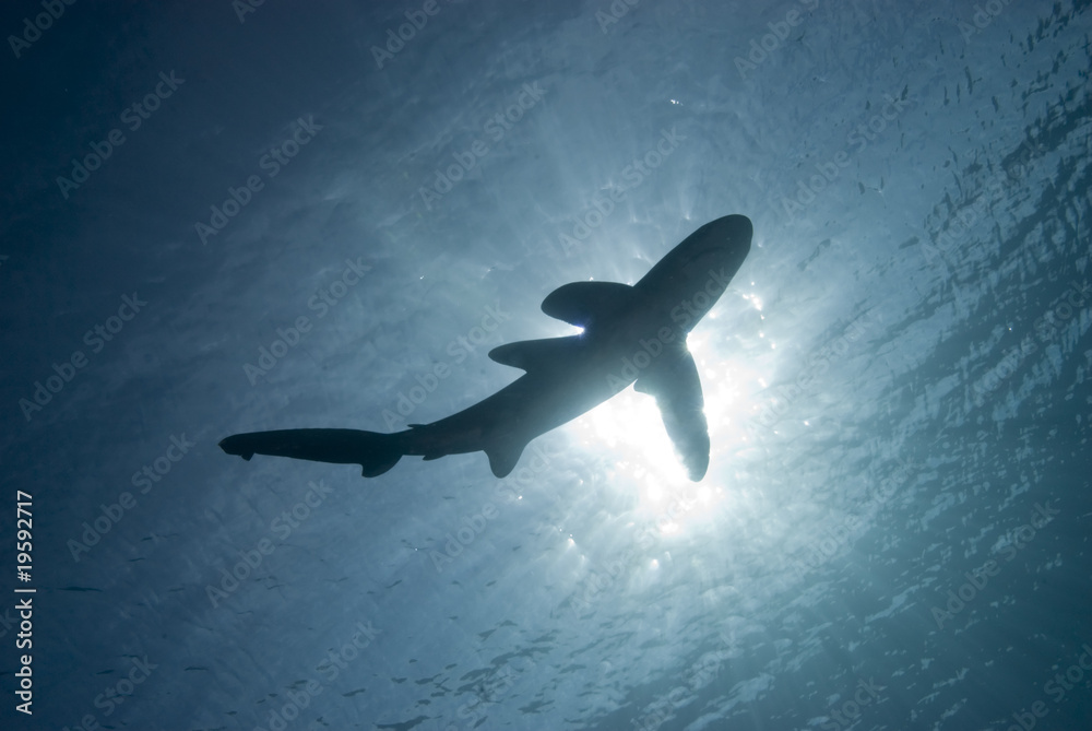 Obraz premium Below view of a shark