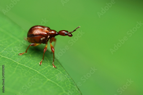 Giraffe Weevil
