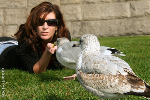 beautiful woman feeding seagull birds photo