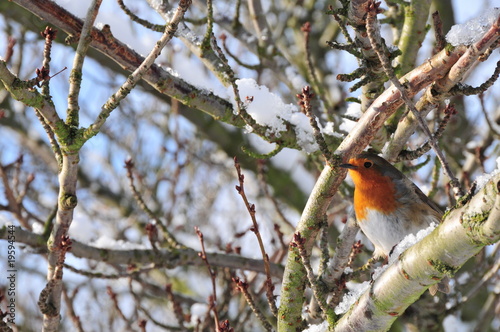 robin photo