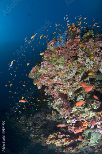 Récif, Ocean Indien, Maldives © Brandelet Didier