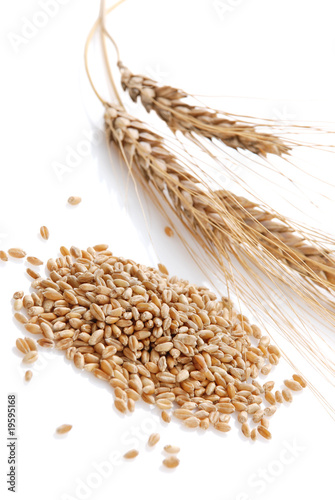 Ear and grain of the wheat