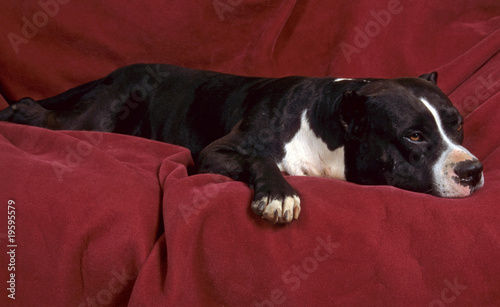 Chiot Pitbull Noir Et Blanc S Endormant Sur Le Canape Stock Photo Adobe Stock Chiot Pitbull Noir Et Blanc S Endormant Sur Le Canape Stock Photo Adobe Stock