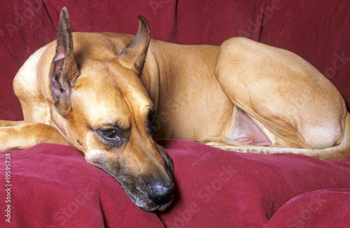 dogue allemand adulte couché confortablement photo