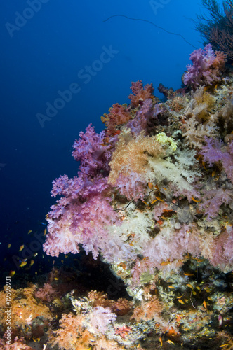 Récif, Ocean Indien, Maldives