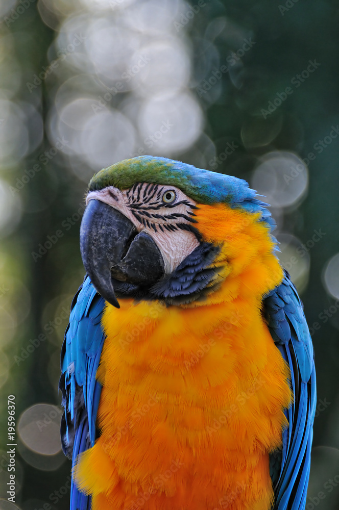 Obraz premium ルリコンゴウインコ