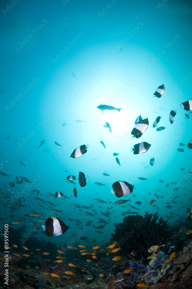 Fototapeta premium Récif, Ocean Indien, Maldives