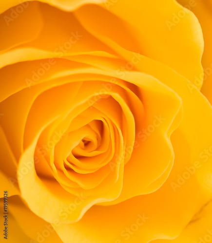 Close up of a yellow rose