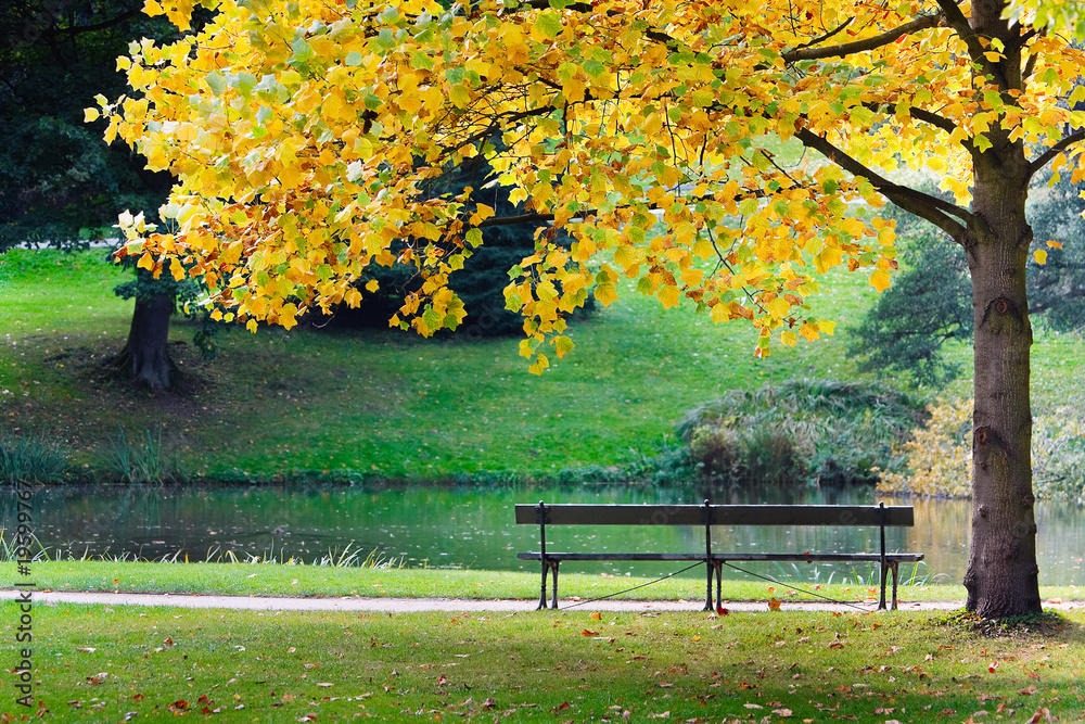 Empty bench in park under tree Empty bench in park under tree