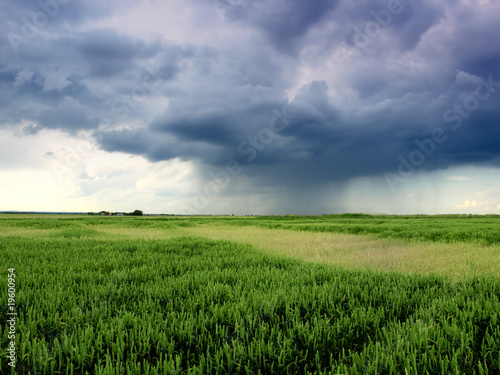 green wheat field and cloudy sky